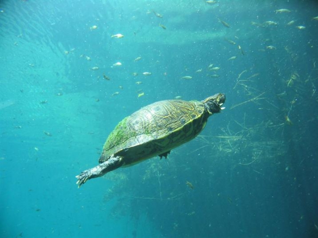 tortugas en la laguna